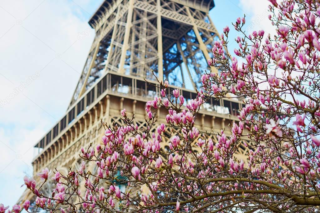 Pink magnolia flowers in full bloom and the Eiffel tower