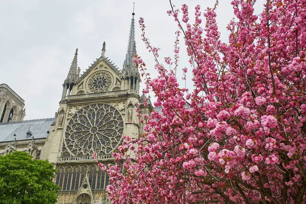 Notre-Dame de Paris s krásnou rozkvetlou třešní — Stock fotografie