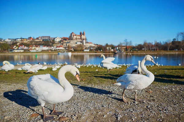 Wans sulla riva del Reno con castello di Breisach sullo sfondo — Foto Stock