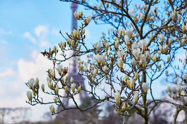 Close-up van witte magnolia in volle bloei met de towe Eiffel — Stockfoto