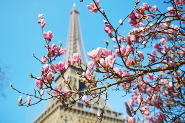 Tam çiçeklenme ve Eyfel Kulesi mavi gökyüzü üzerinde pembe Manolya