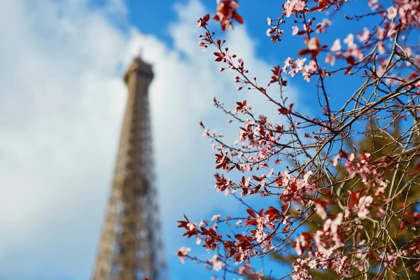 Teljes virágzás és az Eiffel-torony, mint a kék ég rózsaszín cherry blossom — Stock Fotó