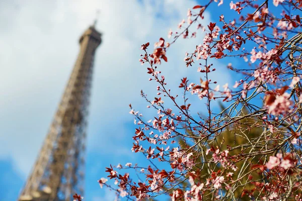 Rosafarbene Kirschblüte in voller Blüte und Eiffelturm über dem blauen Himmel — Stockfoto