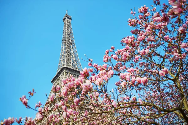 Rosa Magnolie in voller Blüte und Eiffelturm über dem blauen Himmel — Stockfoto
