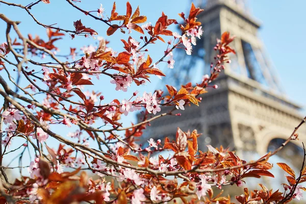 Pink cherry blossom in full bloom and Eiffel tower over the blue sky