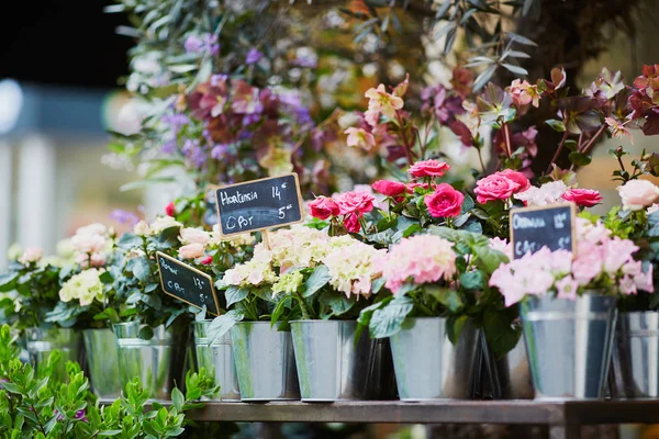 Outdoor flower market in Paris — Stock Photo, Image