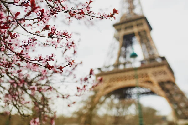 樱花盛开的季节，在巴黎，法国 — 图库照片