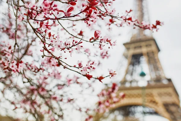 Kiraz çiçeği sezon Paris, Fransa — Stok fotoğraf