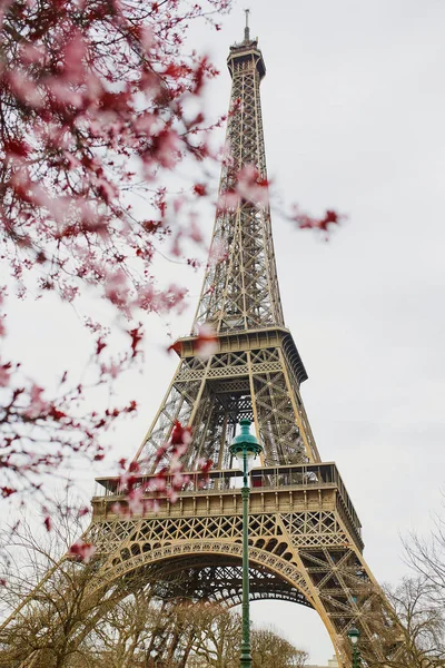 Temporada de flores de cerezo en París, Francia — Foto de Stock