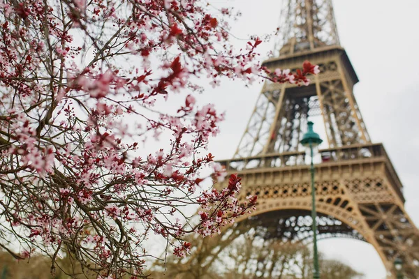 Сезон цветения сакуры в Париже, Франция — стоковое фото