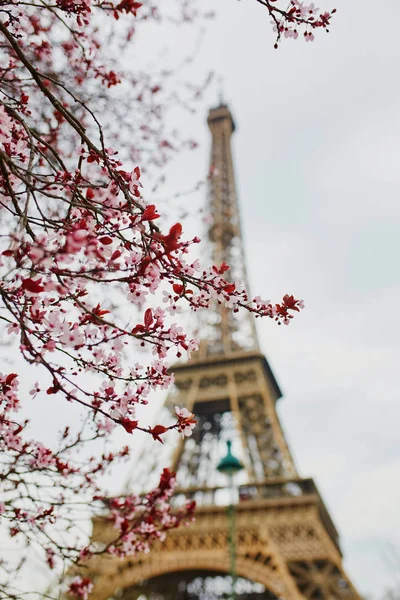 Temporada de flores de cerejeira em Paris, França — Fotografia de Stock