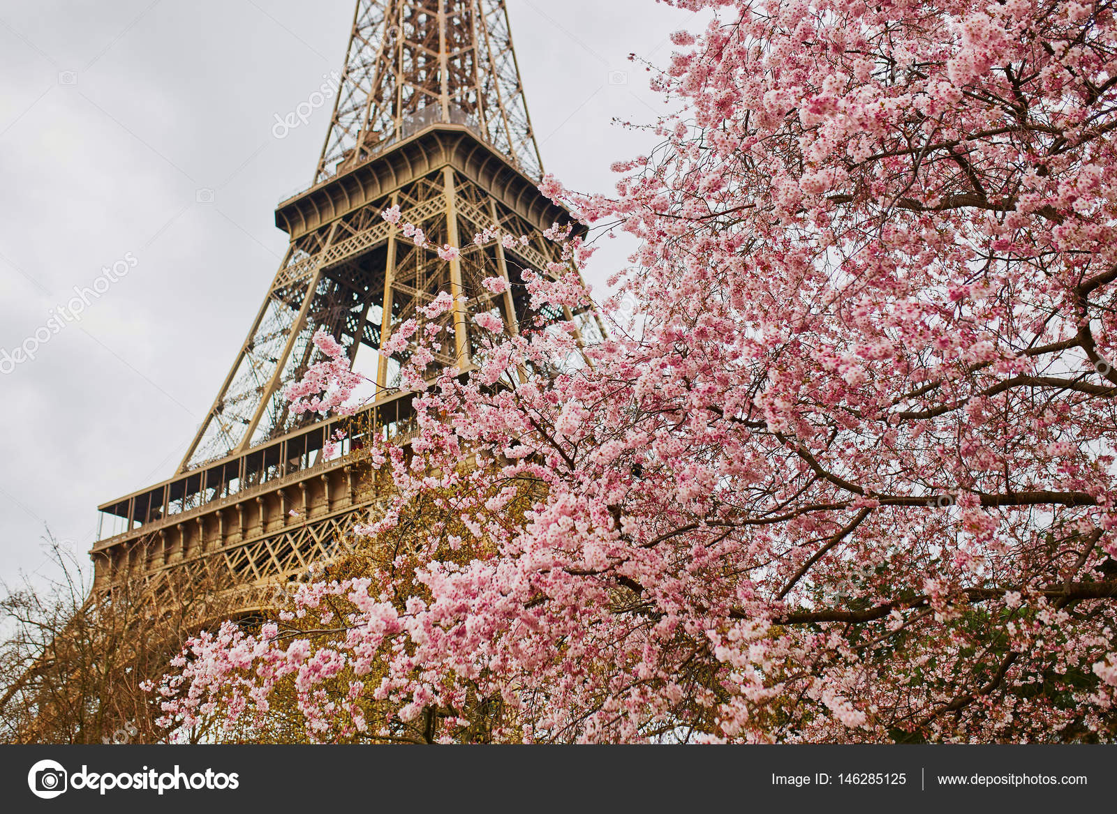 Cherry blossom flowers with Eiffel tower in Paris Stock Photo by ...