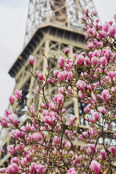 Magnolia flowers with Eiffel tower in Paris