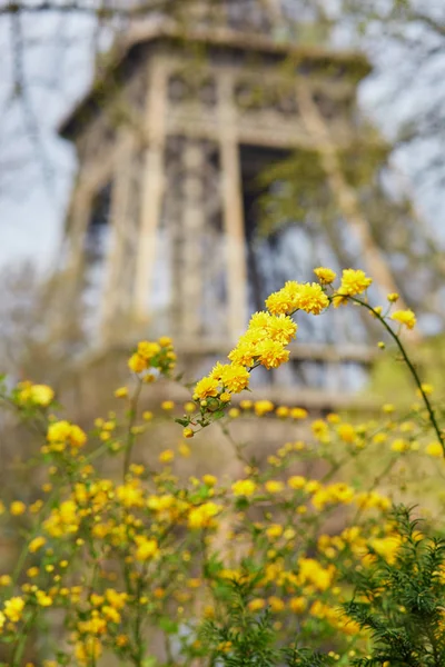 Gelbe Blumen mit Eiffelturm in Paris — Stockfoto