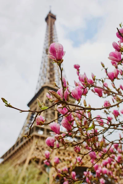 Fiori di Magnolia con torre Eiffel a Parigi — Foto Stock