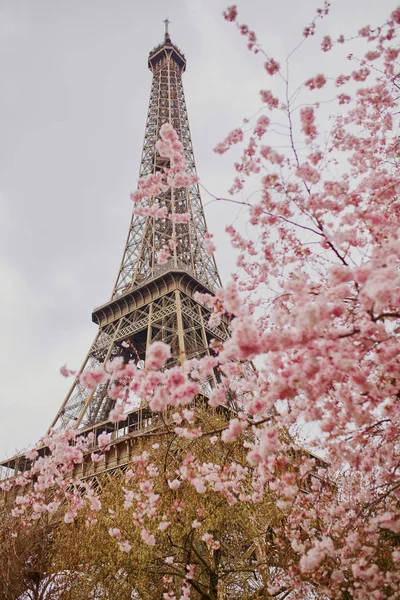 Ανθισμένες κερασιές λουλούδια με πύργο του Άιφελ στο Παρίσι — Φωτογραφία Αρχείου