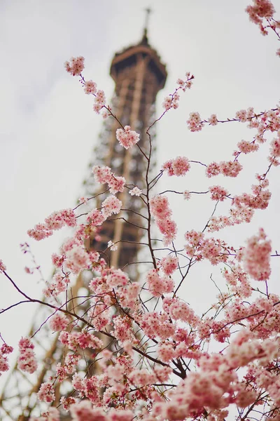 Kersenbloesem bloeit met de toren van Eiffel in Parijs — Stockfoto