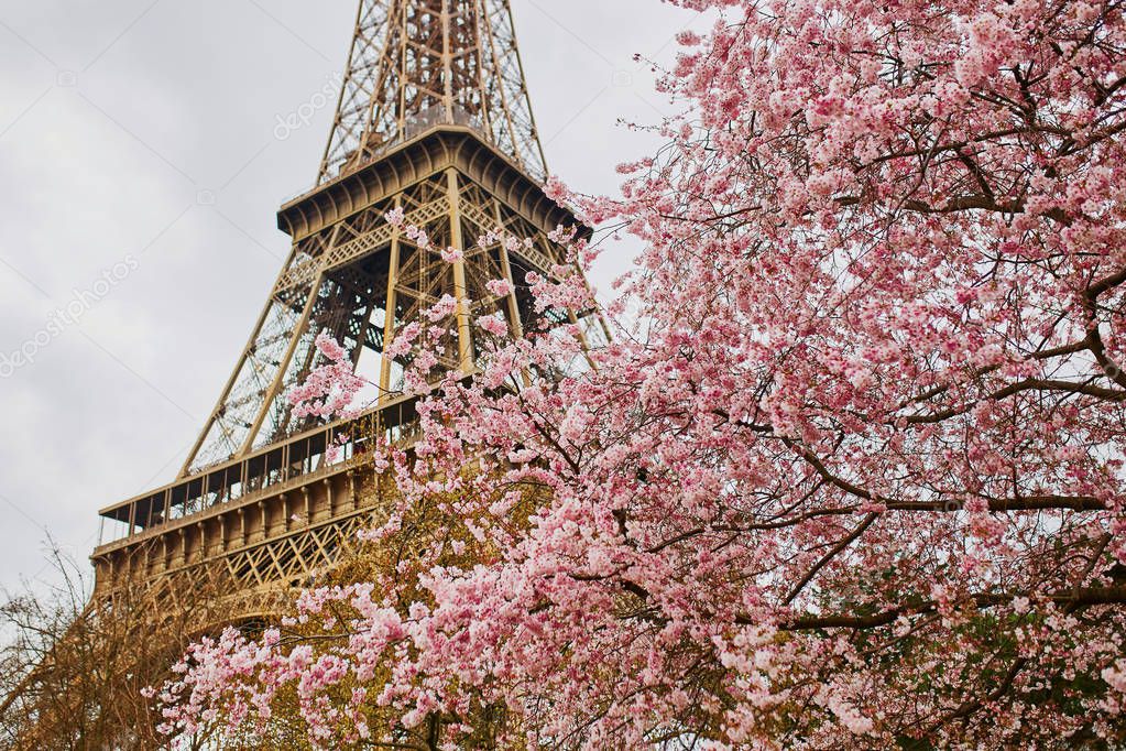 Cherry blossom flowers with Eiffel tower in Paris — Stock Photo