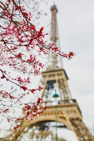 Kirschblütensaison in Paris, Frankreich — Stockfoto