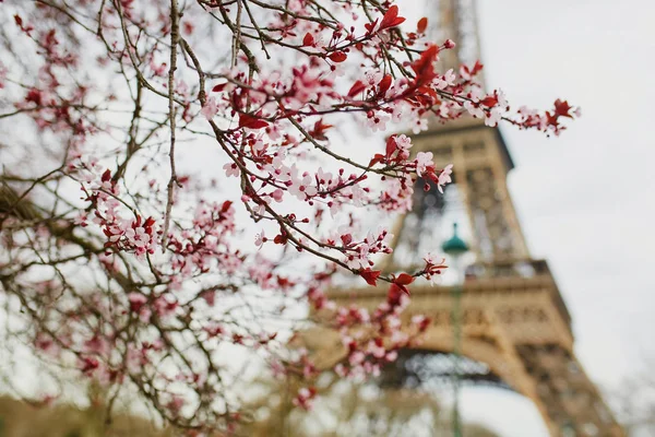 Temporada de flores de cerezo en París, Francia —  Fotos de Stock