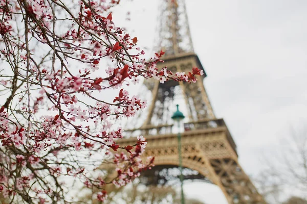 Seizoen van de kersenbloesem in Parijs, Frankrijk — Stockfoto