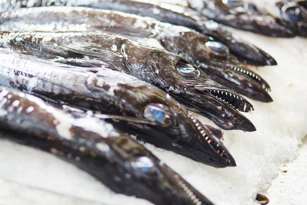 Atlantic largehead hairtails na rybí trh v Portugalsku — Stock fotografie