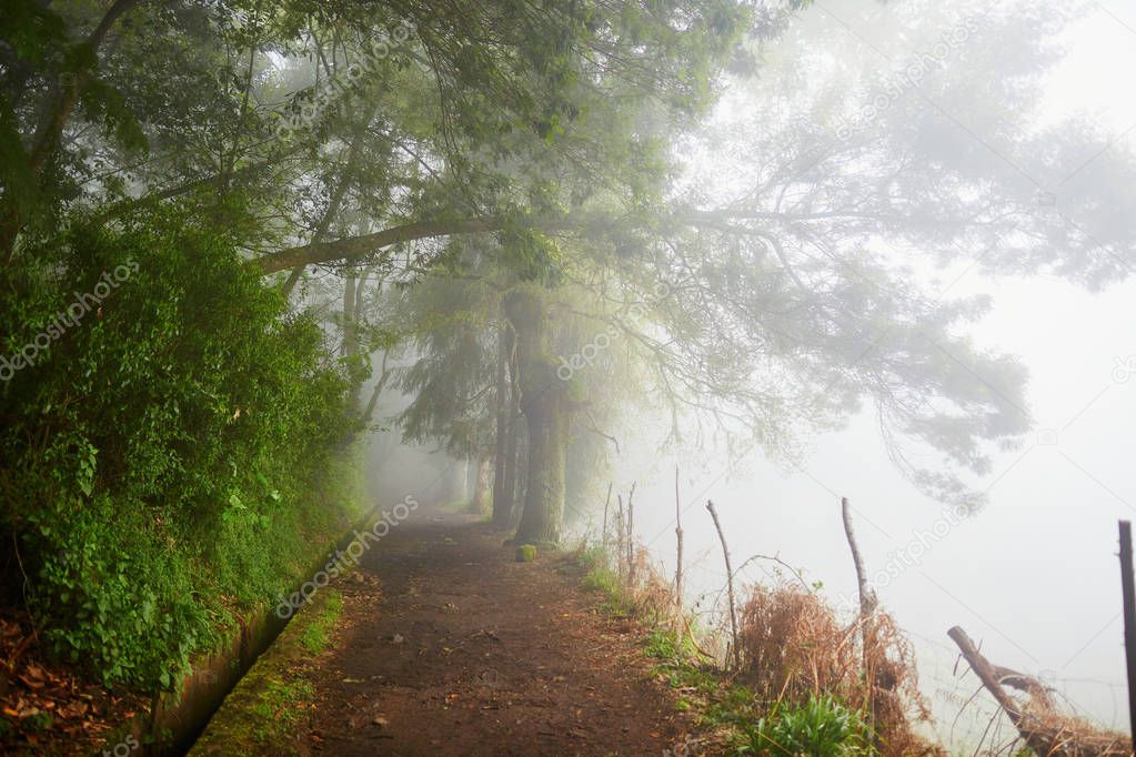 Levada walk through laurel forest on Madeira island, Portugal