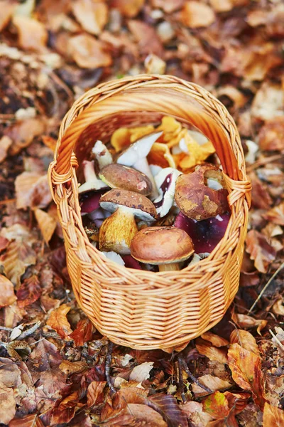 Cesto pieno di funghi porcini — Foto Stock