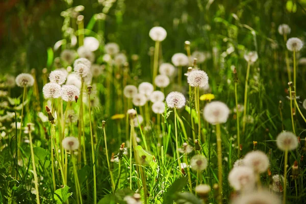 Många maskrosor i full blom — Stockfoto