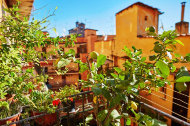 Balcony of a house in Rome, surrounded by lemon trees clipart