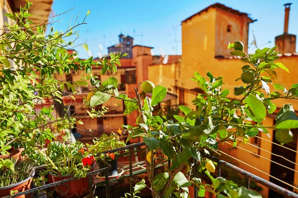 Varanda de uma casa em Roma, rodeada por limoeiros — Fotografia de Stock