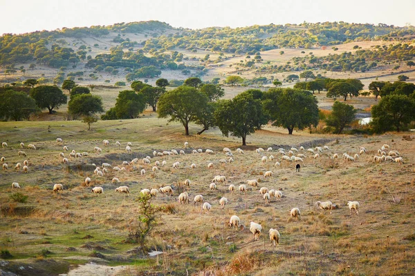 Sheep herd on pasture in Sardinia