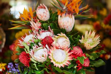 Protea çiçek Market Funchal, Madeira Adası, Portekiz