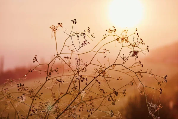 Plant branches over the morning sun — Stock Photo, Image
