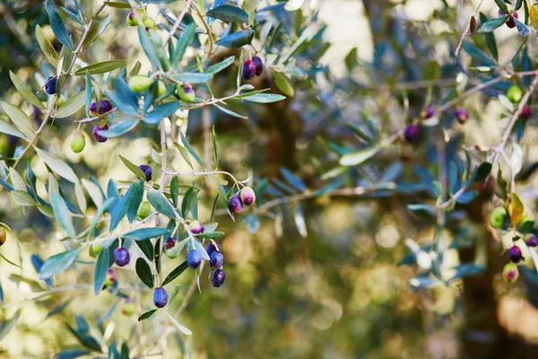 Many ripe olives on a branch — Stock Photo, Image