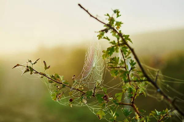 クモの巣の水滴 — ストック写真