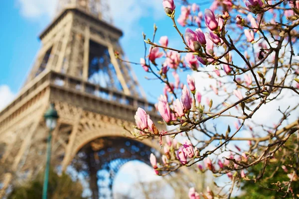 Rosa Magnolienblüten mit Eiffelturm — Stockfoto