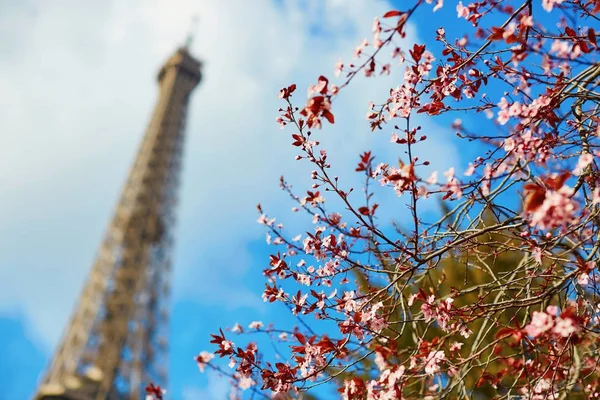 Flor de cereja rosa flores com torre Eiffel — Fotografia de Stock