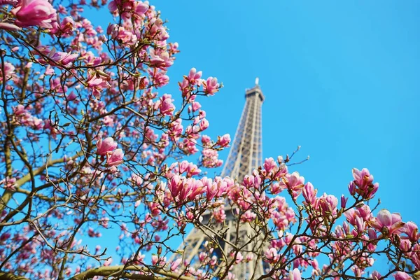 Fiori di magnolia rosa con torre Eiffel — Foto Stock