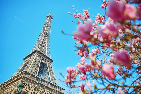 Flori de magnolie roz cu turnul Eiffel — Fotografie, imagine de stoc