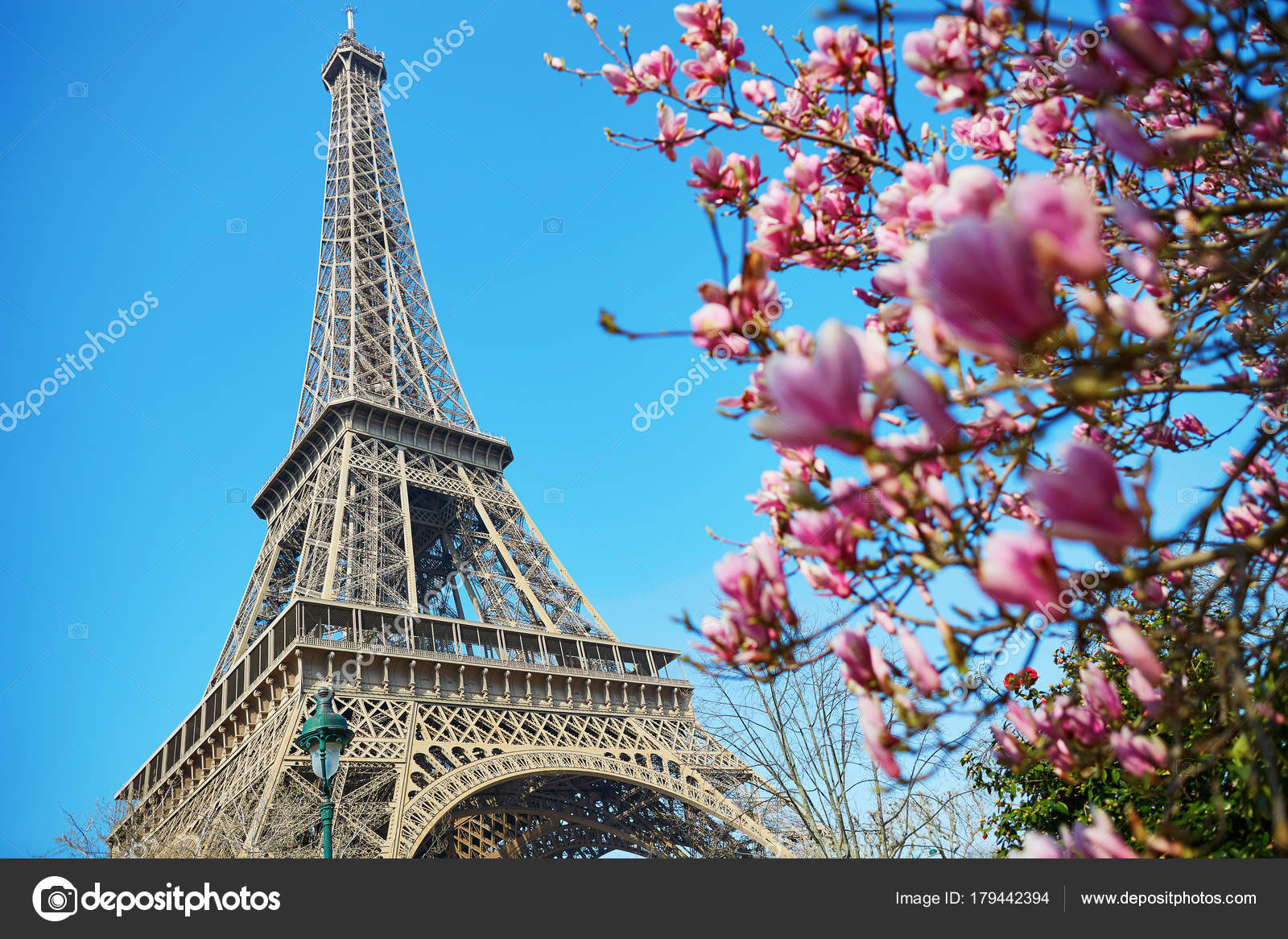 Pink eiffel tower picture Pink magnolia flowers with Eiffel tower