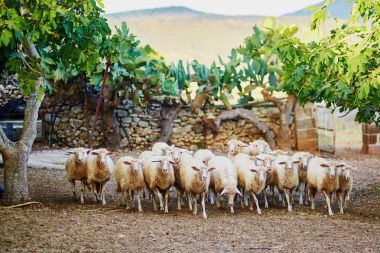 Sheep herd on pasture in Sardinia, Italy clipart