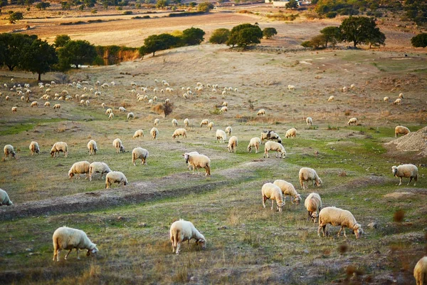 Sheep herd on pasture in Sardinia, Italy