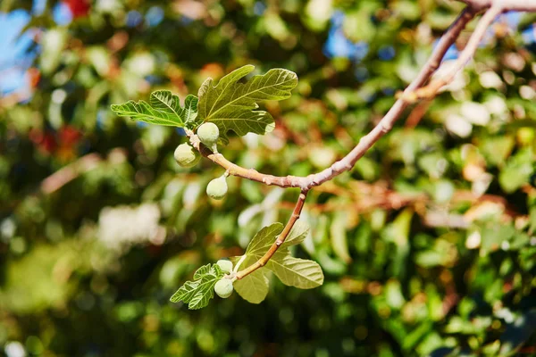 Fichi Verdi Sul Ramo Albero Una Giornata Sole — Foto Stock