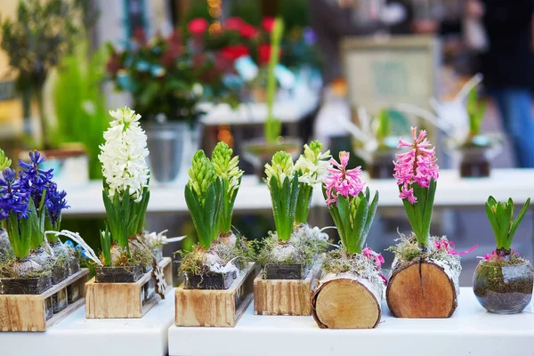 Hyacinth Flowers Flower Shop Paris France — Stock Photo, Image