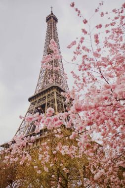 Bahar Paris'te. Güzel kiraz çiçeği ağaç ve Eyfel Kulesi