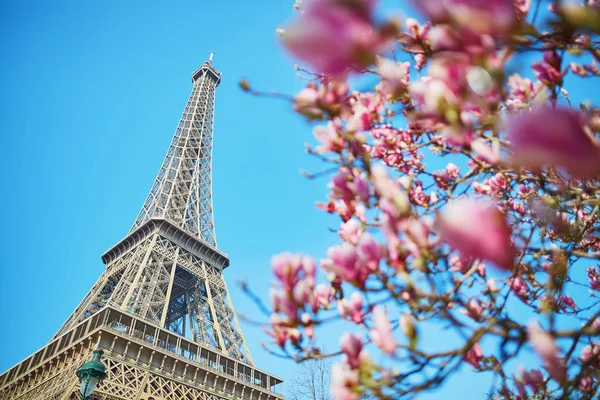 Flores Magnolia Rosa Plena Floración Con Torre Eiffel Fondo Principios —  Fotos de Stock