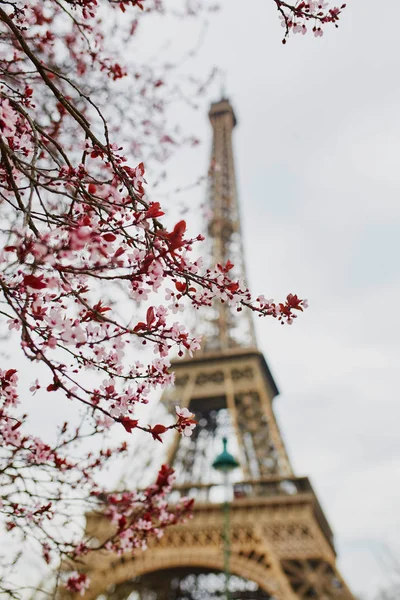 Cseresznyevirág Szezon Párizs Franciaország Háttérben Eiffel Torony Március Elején Első — Stock Fotó