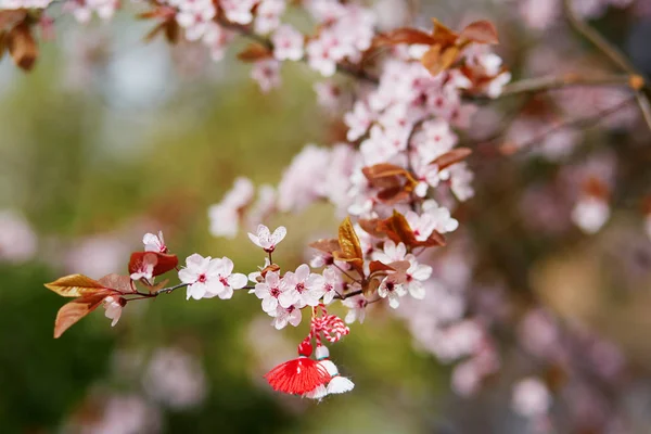 Ramo de cerejeira com martisor, símbolo tradicional do primeiro dia de primavera — Fotografia de Stock