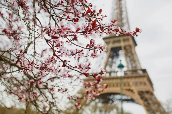 Kirschblütensaison Paris Frankreich Zweig Mit Ersten Rosafarbenen Blüten Anfang März — Stockfoto